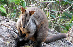 Brush-tailed rock wallaby