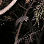 squirrel glider, Wallaby Ridge, Wonglepong