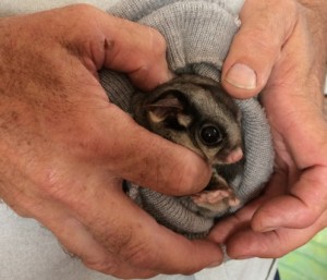 Sugar glider, showing the snub nose (compare with squirrel glider's slightly longer nose)