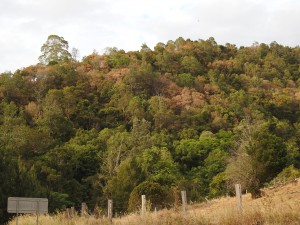 Trees dying on a forest slope, Running Creek, in late 20189, the hottest, driest year since accurate record started in 1910