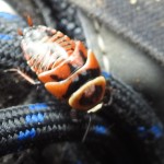 Native cockroach, Thunderbird Park