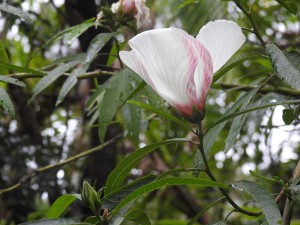 Flower of Hibiscus heterophylla, Thunderbird Park