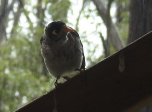 The noisy miners seemed a bit unhappy about the newcomers