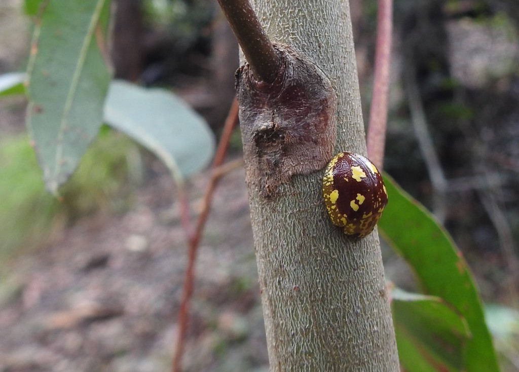 Beetle ( Coccinellidae??), Thunderbird Par, sclerophyll forest near creek 
