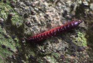 Millipede on  Booyong trunk. Photo by Jennie Bacon