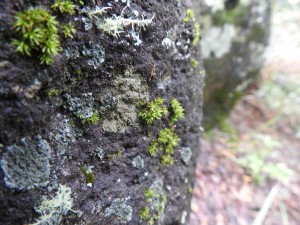 Moss (and lichen) on rock, Skywalk