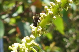 Native bee on an Omalanthus flower