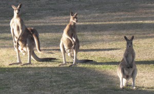 If you stay till late afternoon you'll probably see a few Eastern Grey Kangaroos coming out to graze